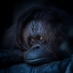 Orangután portré