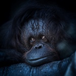 Retrato de orangután