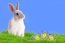 Carte postale de fleurs de lapin de Pâqu