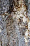 Papery Texture Of Bark On Tree