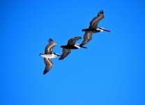 Pelicans Flying