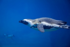 Pingvin under vattnet