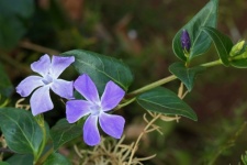 Periwinkle ground cover flowers