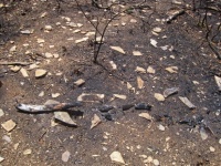Bitar av kol från gren