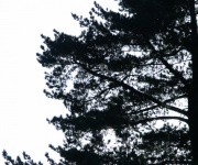 Pine Tree In Silhouette Against Sky