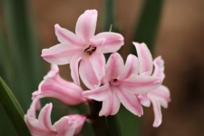 Růžový hyacint kvete detail