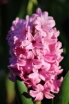 Close-up de flor de jacinto rosa 2