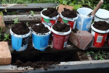 Plastic Containers With Soil