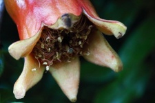Pomegranate flower calyx