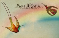 Cartão postal pássaro arco-íris vintage