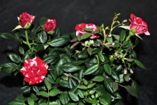 Red and White Miniature Rose Bush