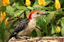 Red-bellied Woodpecker with Seed