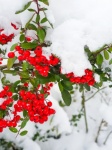 Rode bessen bedekt met sneeuw