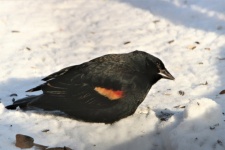 Red-winged Blackbird in Snow