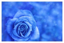 Rose Blue Flower Vintage