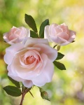 Fotografia di boccioli di fiori di rosa