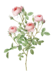 Rose Blume Vintage Kunst