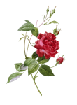 Rose Flower Vintage Painting