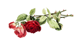 Cuadro vintage flor rosa