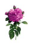 Rose Vintage Blume alt