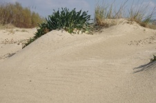 Písečné duny s rostlinami na pláži
