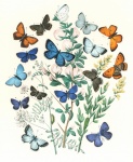 Vlinders vintage oude kunst