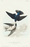 Swallows birds illustration art