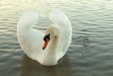 Swan portrait bird animal