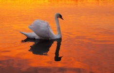 Swan Sunset Water Red
