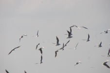 Sea gulls flying against cloudy sky