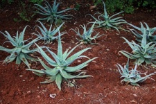 Several Knob Aloe Plants