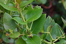 Sharp forked thorns on natal plum