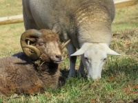 Schafe im Farmschutzgebiet
