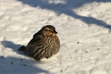 Song Sparrow In Snow