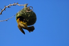 Pássaro tecelão mascarado do sul no ninh