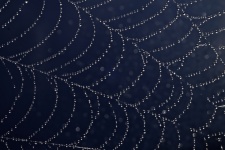 Spider web drops raindrops