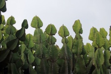 Rostliny vysoké euphorbia proti mraku