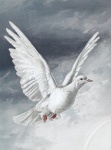 Dove white peace vintage