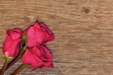 Drei rosa Rosen auf Holzhintergrund