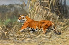 Тигр живопись искусство старый