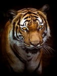Tigerporträtt