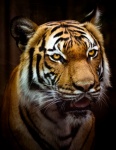 Retrato de tigre