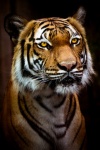 портрет тигра