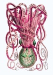 Tintenfisch Krake Oktopus Vintage