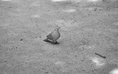 Turtle dove on the ground