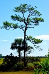 Tree On The Marshland