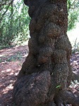 Tree Trunk Riddled With Burls