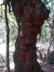 Tree Trunk With Large Burls
