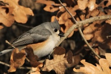 Tufted Titmouse In Tree Close-up