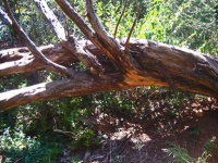Twisted trunk a fallen tree